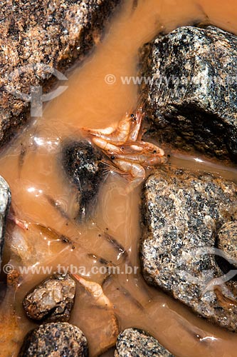  Dead shrimps - Doce River after the dam rupture of the Samarco company mining rejects in Mariana city (MG)  - Linhares city - Espirito Santo state (ES) - Brazil