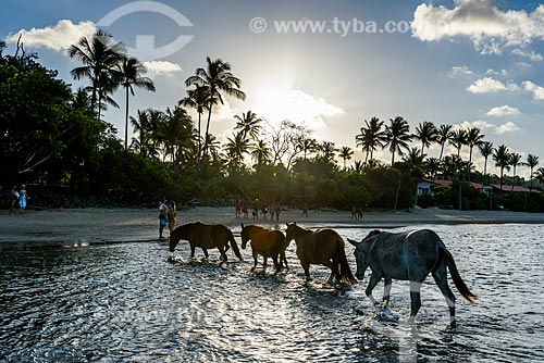  Horses - 3nd Beach waterfront  - Cairu city - Bahia state (BA) - Brazil