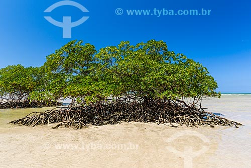  Mangrove - Encanto Beach  - Cairu city - Bahia state (BA) - Brazil