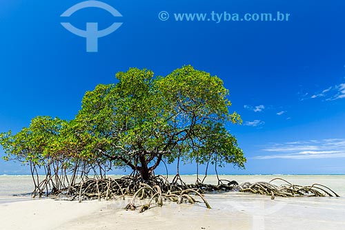  Mangrove - Encanto Beach  - Cairu city - Bahia state (BA) - Brazil