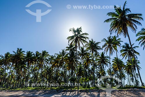  View of the coconut palms during sunset - Garapua Beach waterfront  - Cairu city - Bahia state (BA) - Brazil