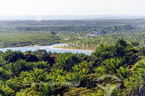  General view of coconut palms - Dende Coast  - Cairu city - Bahia state (BA) - Brazil