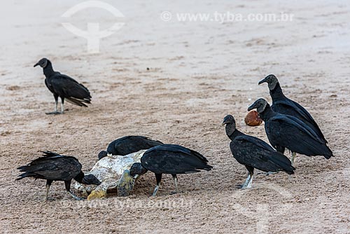  Black vulture (Coragyps atratus) - also known as the American black vulture - eating dead sea turtle - Cueira Beach waterfront  - Cairu city - Bahia state (BA) - Brazil