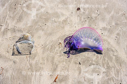  Plastic cup and Portuguese man o war (Physalia physalis) - Bainema Beach waterfront  - Cairu city - Bahia state (BA) - Brazil