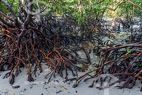  Mangroves near to Bainema Beach  - Cairu city - Bahia state (BA) - Brazil