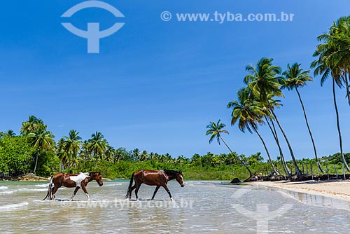  Horses - Cueira Beach waterfront  - Cairu city - Bahia state (BA) - Brazil