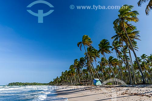  Cueira Beach waterfront  - Cairu city - Bahia state (BA) - Brazil
