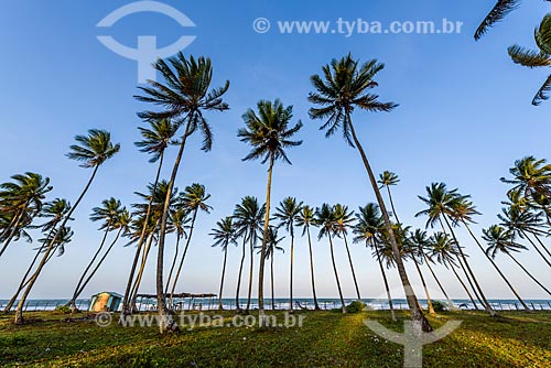  Sunset - Cueira Beach waterfront  - Cairu city - Bahia state (BA) - Brazil