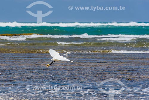  Great egret (Ardea alba) flying - Bombaca Beach waterfront  - Marau city - Bahia state (BA) - Brazil