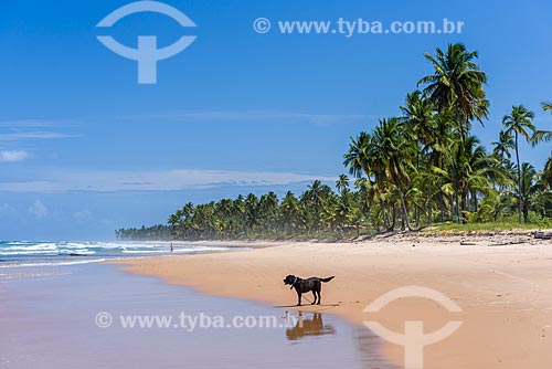  Dog - Bombaca Beach waterfront  - Marau city - Bahia state (BA) - Brazil