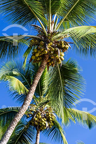  Detail of Three coconut trees Beach  - Marau city - Bahia state (BA) - Brazil