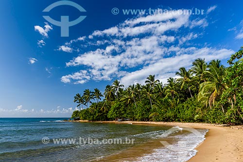  Three coconut trees Beach waterfront  - Marau city - Bahia state (BA) - Brazil
