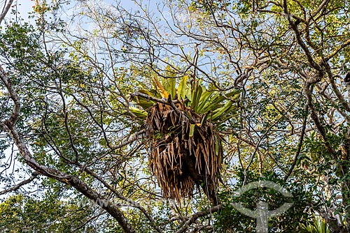  Detail of bromeliad - Trail of Giant Bromeliads  - Marau city - Bahia state (BA) - Brazil