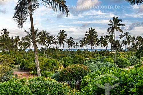  View of vegetation with the Cassange Beach in the background  - Marau city - Bahia state (BA) - Brazil