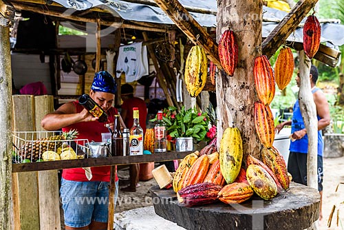  Cacao tree (Theobroma cacao) - kiosk of the Havaizinho Beach  - Itacare city - Bahia state (BA) - Brazil