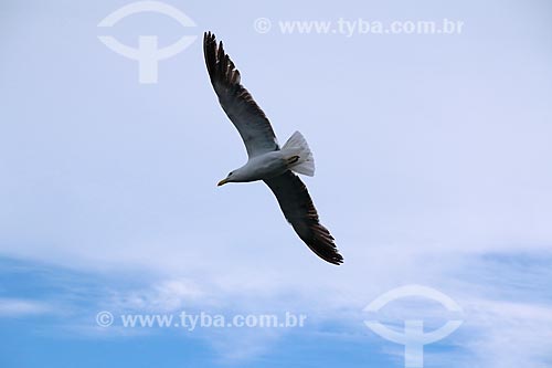  Bird flying over the Guanabara Bay  - Rio de Janeiro city - Rio de Janeiro state (RJ) - Brazil