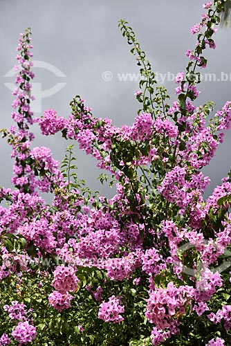  Bougainvillea Flowers - Chapada dos Veadeiros National Park  - Alto Paraiso de Goias city - Goias state (GO) - Brazil