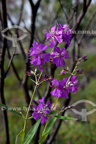  Tibouchina flowers (Tibouchina granulosa) - Chapada dos Veadeiros National Park  - Alto Paraiso de Goias city - Goias state (GO) - Brazil