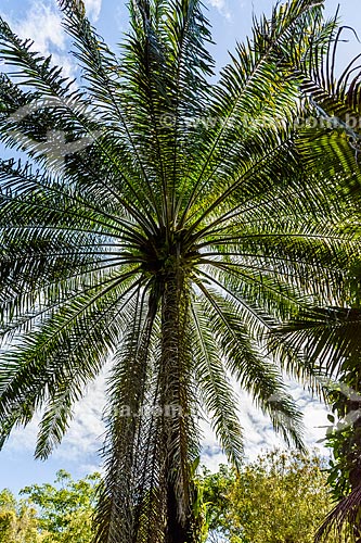  Detail of Dende Palm (Elaeis guineensis)  - Itacare city - Bahia state (BA) - Brazil