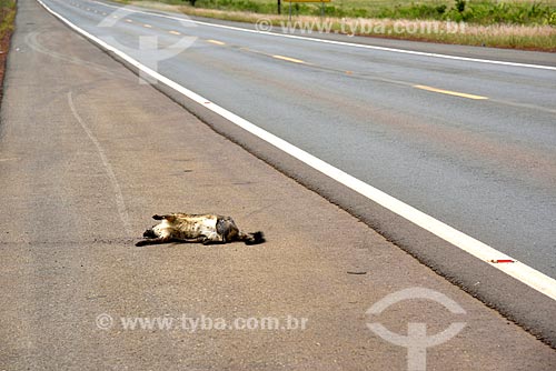  Common opossum ran over on the GO-118 Highway  - Planaltina city - Goias state (GO) - Brazil