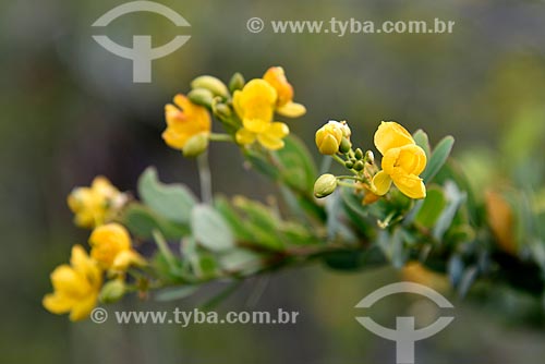  Flower (Chamaecrista sp) - Chapada dos Veadeiros National Park  - Alto Paraiso de Goias city - Goias state (GO) - Brazil