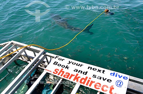  Tourist diving in cage with white shark - Indian Ocean  - Overberg District - Western Cape province - South Africa