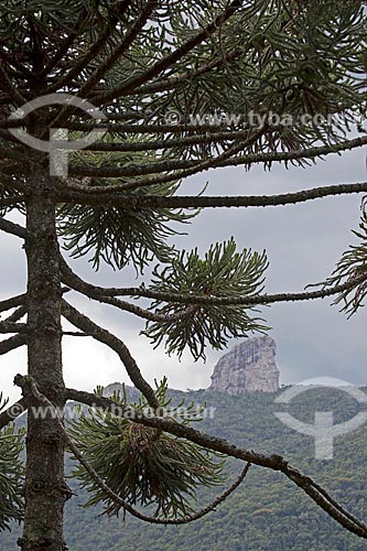  View of Araucaria (Araucaria angustifolia) with the Rock of Picu in the background  - Itamonte city - Minas Gerais state (MG) - Brazil