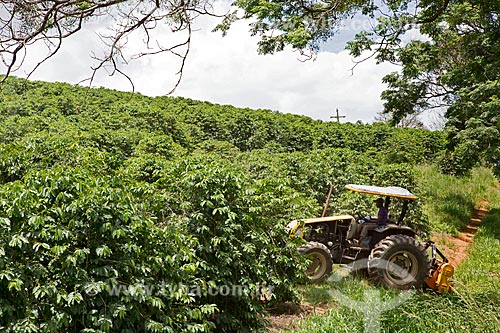  Brush motorsense near to corn plantation - Serra Azul Farm  - Carmo de Minas city - Minas Gerais state (MG) - Brazil
