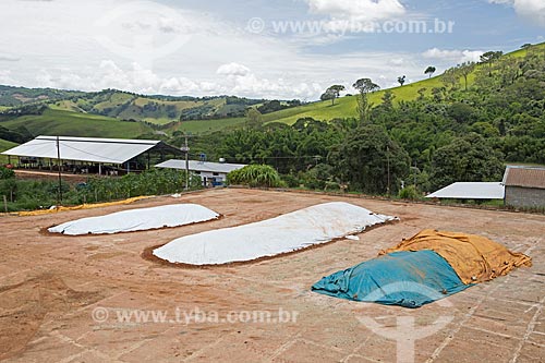  Corn silage to feed cattle protected by tarpaulins - Serra Azul Farm  - Carmo de Minas city - Minas Gerais state (MG) - Brazil