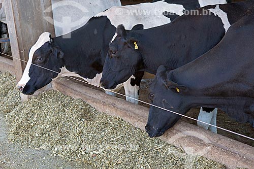  Holstein Friesian cattles eating in trough  - Carmo de Minas city - Minas Gerais state (MG) - Brazil