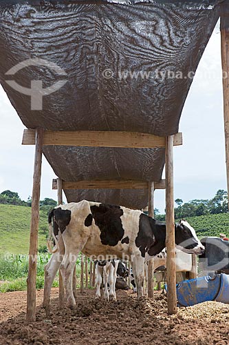  Calves Holstein Friesian cattles eating in trough protected from the sun  - Carmo de Minas city - Minas Gerais state (MG) - Brazil