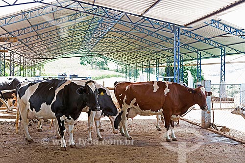  Holstein Friesian cattle in the system of Compost barn  - Carmo de Minas city - Minas Gerais state (MG) - Brazil