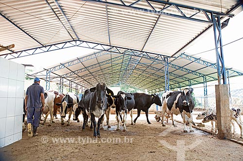  Holstein Friesian cattle in the system of Compost barn  - Carmo de Minas city - Minas Gerais state (MG) - Brazil