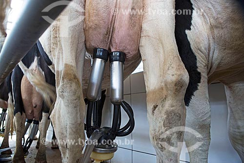  Detail of mechanized milking of Holstein Friesian cattle - Serra Azul Farm  - Carmo de Minas city - Minas Gerais state (MG) - Brazil
