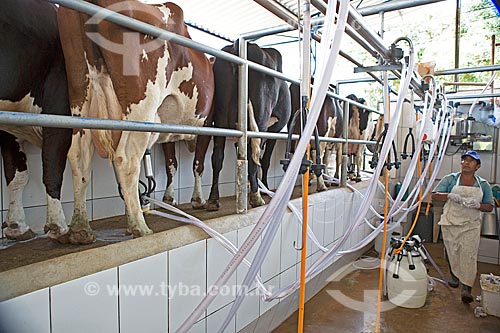 Detail of mechanized milking of Holstein Friesian cattle - Serra Azul Farm  - Carmo de Minas city - Minas Gerais state (MG) - Brazil