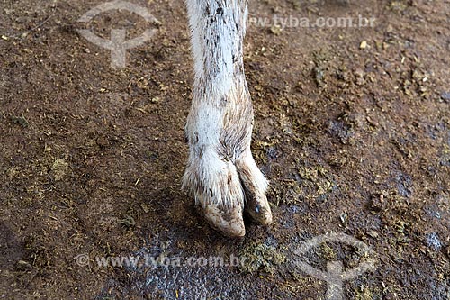  Detail of calf foot  - Carmo de Minas city - Minas Gerais state (MG) - Brazil