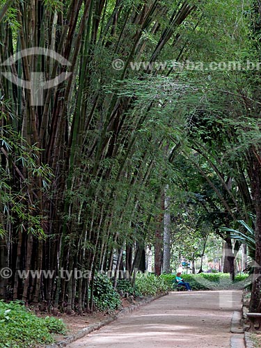  Bamboo trees alameda - Botanical Garden of Rio de Janeiro  - Rio de Janeiro city - Rio de Janeiro state (RJ) - Brazil