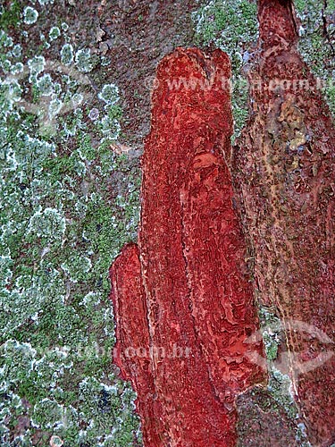  Detail of the Brazilwood (Caesalpinia echinata Lam.) trunk - Botanical Garden of Rio de Janeiro  - Rio de Janeiro city - Rio de Janeiro state (RJ) - Brazil