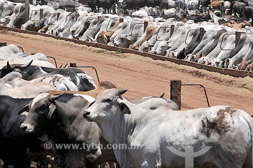  View of cattle raising in the feedlot  - Barretos city - Sao Paulo state (SP) - Brazil