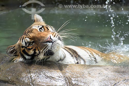  Detail of tiger (Panthera tigris) - Rio de Janeiro Zoo  - Rio de Janeiro city - Rio de Janeiro state (RJ) - Brazil