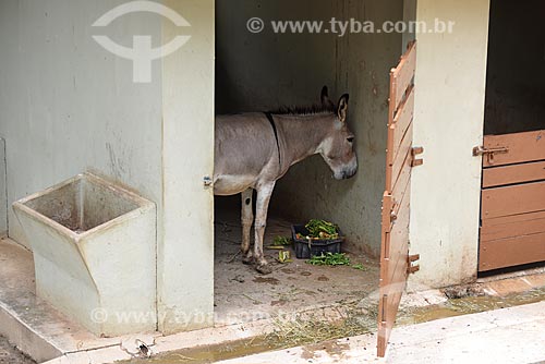  Donkey eating - Rio de Janeiro Zoo  - Rio de Janeiro city - Rio de Janeiro state (RJ) - Brazil