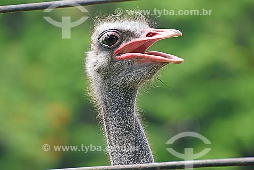  Detail of ostrich (Struthio camelus) - Rio de Janeiro Zoo  - Rio de Janeiro city - Rio de Janeiro state (RJ) - Brazil