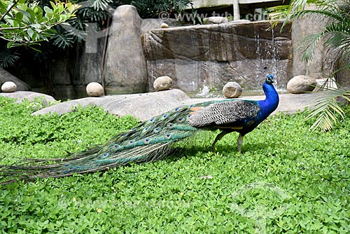  Peacock (Pavo cristatus) - Rio de Janeiro Zoo  - Rio de Janeiro city - Rio de Janeiro state (RJ) - Brazil