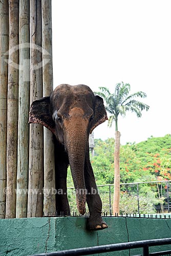  Elephant - Rio de Janeiro Zoo  - Rio de Janeiro city - Rio de Janeiro state (RJ) - Brazil