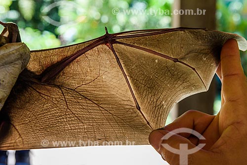  Detail of wing of the brazilian big-eyed bat (Chiroderma doriae) captured by researchers - Guapiacu Ecological Reserve  - Cachoeiras de Macacu city - Rio de Janeiro state (RJ) - Brazil