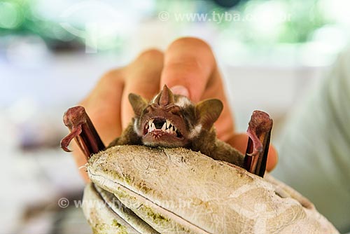  Detail of brazilian big-eyed bat (Chiroderma doriae) captured by researchers - Guapiacu Ecological Reserve  - Cachoeiras de Macacu city - Rio de Janeiro state (RJ) - Brazil