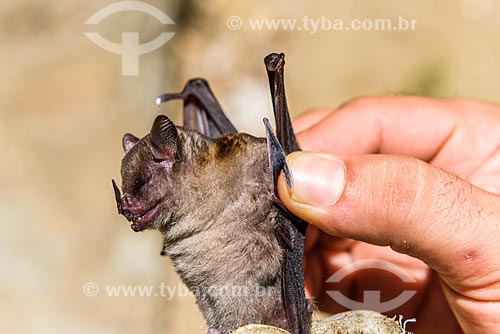  Detail of brazilian big-eyed bat (Chiroderma doriae) captured by researchers - Guapiacu Ecological Reserve  - Cachoeiras de Macacu city - Rio de Janeiro state (RJ) - Brazil