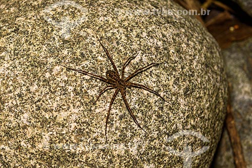  Detail of spider - Guapiacu Ecological Reserve  - Cachoeiras de Macacu city - Rio de Janeiro state (RJ) - Brazil