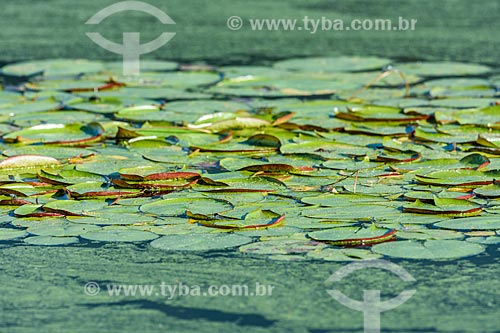  Detail of Victoria regia (Victoria amazonica) - also known as Amazon Water Lily or Giant Water Lily - Guapiacu Ecological Reserve  - Cachoeiras de Macacu city - Rio de Janeiro state (RJ) - Brazil