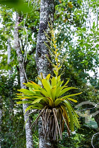  Detail of bromeliad - trunk of tree - Serrinha do Alambari Environmental Protection Area  - Resende city - Rio de Janeiro state (RJ) - Brazil